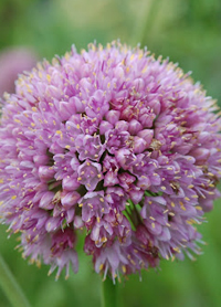 Allium 'Pink Planet'